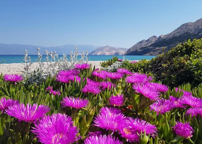 Kosec Baška